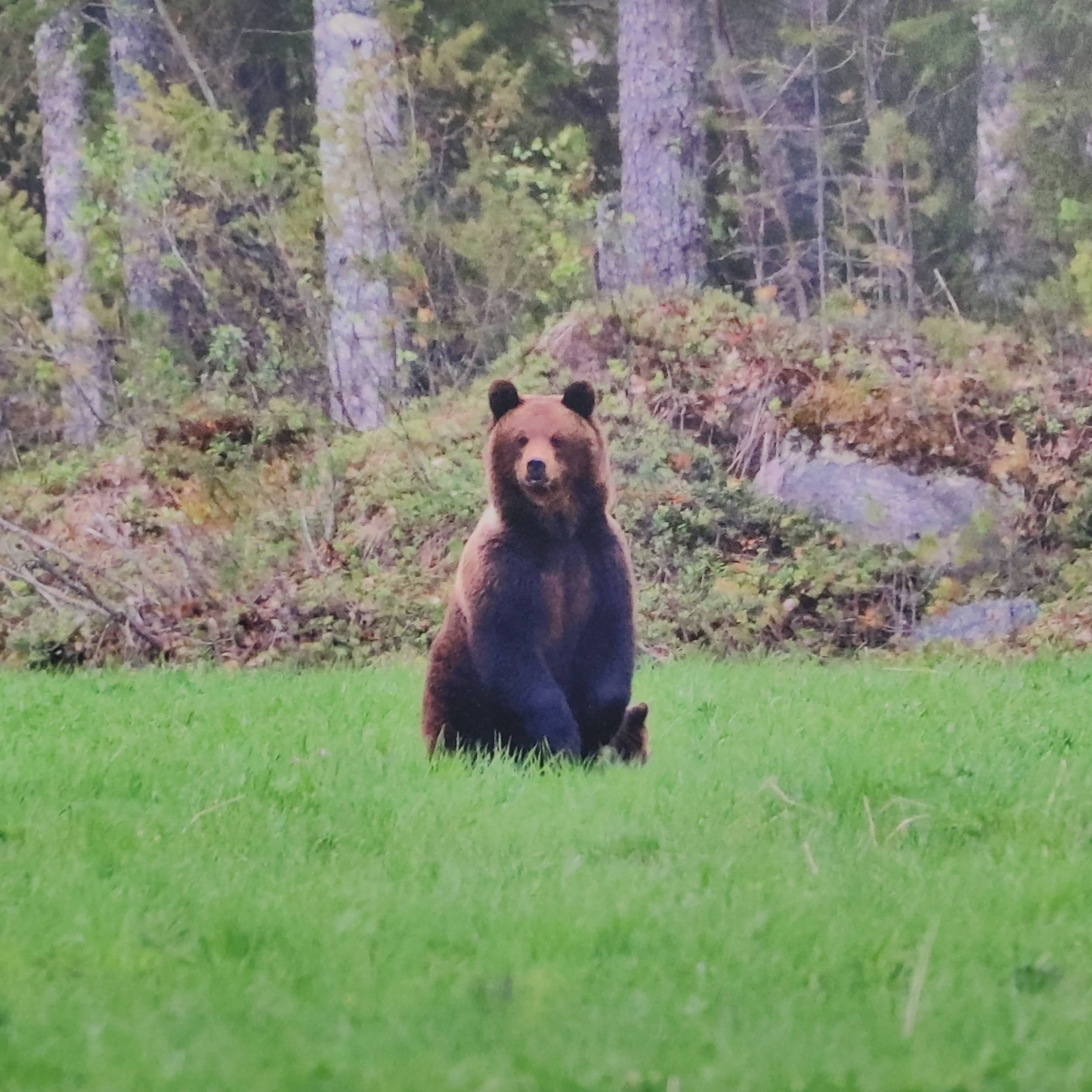 Karhu istuskelemassa huolettomasti ruohomättäällä.